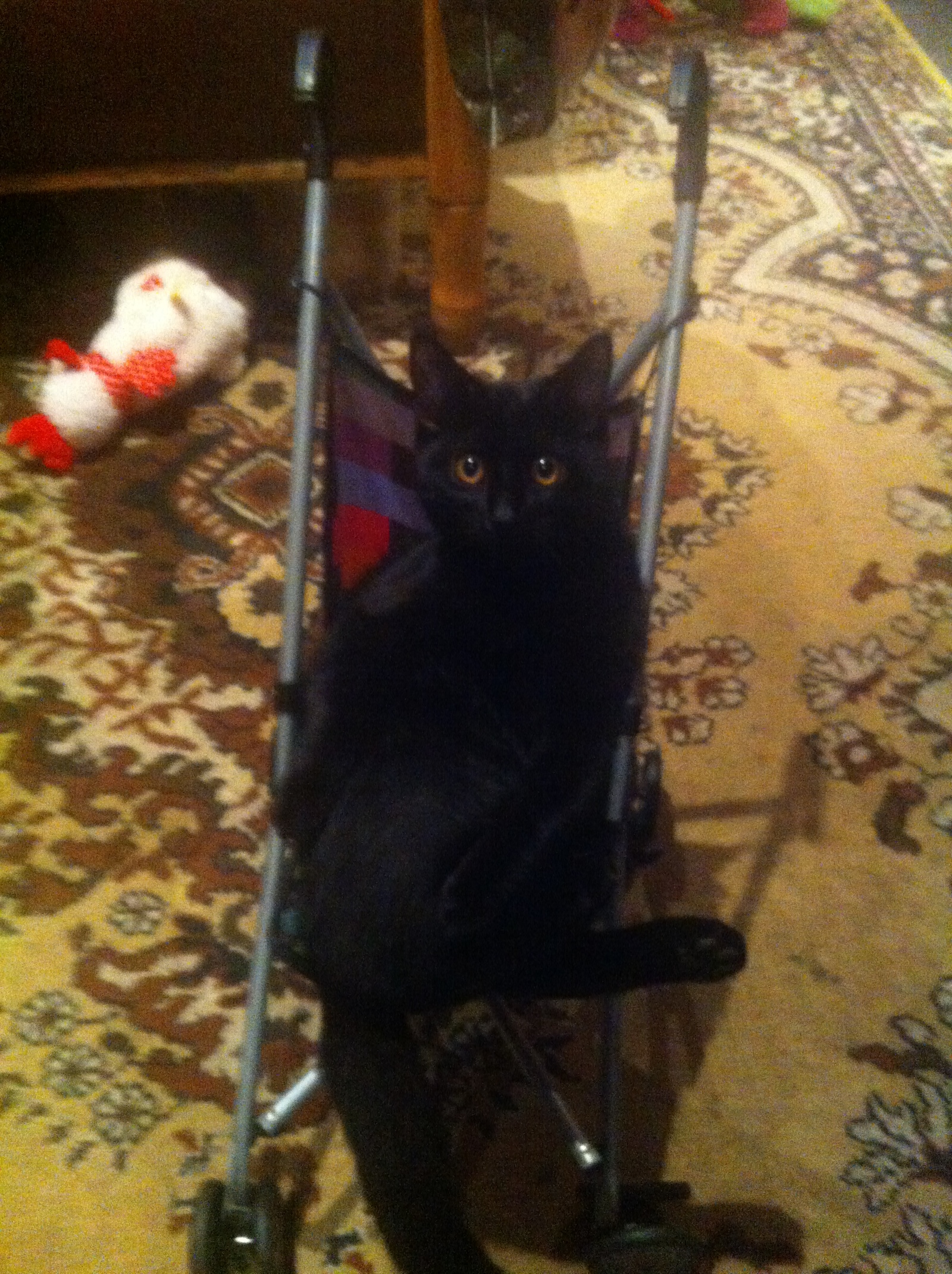 This cat lives with friends - My, cat, Stroller, Friends, Longpost