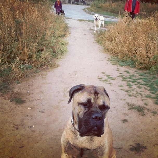 Thought ... - My, Bullmastiff, Summer, Walk, Volga river, 