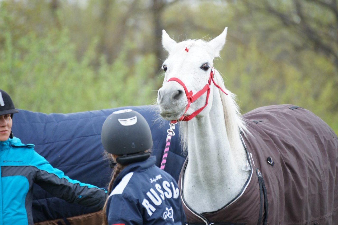 How to help a horse cope with fears? - My, Horses, Horses, Fear, Upbringing, Method, Video, Longpost