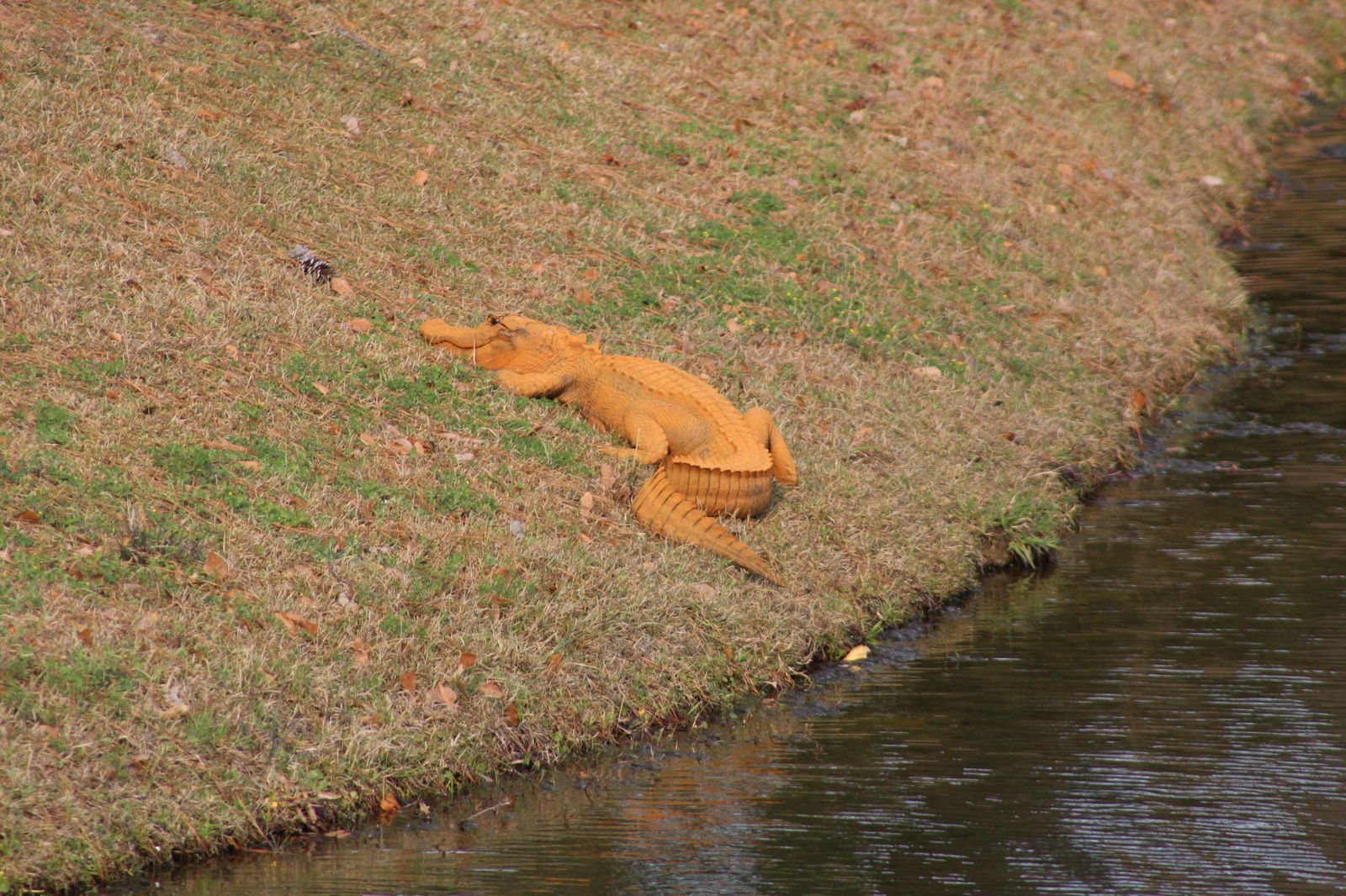 Orange mood - The photo, Alligator