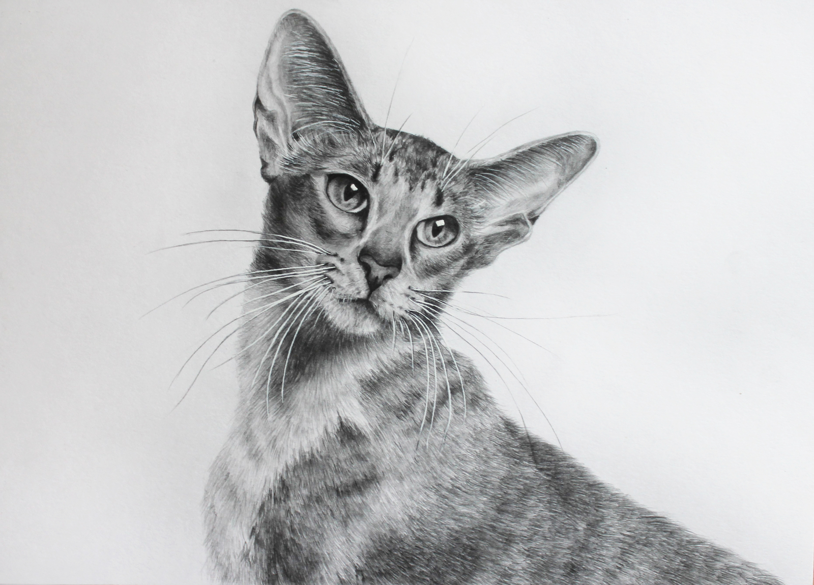 And again cats ... well, it was impossible to pass by those sad eyes. - My, cat, Pencil drawing, Graphics