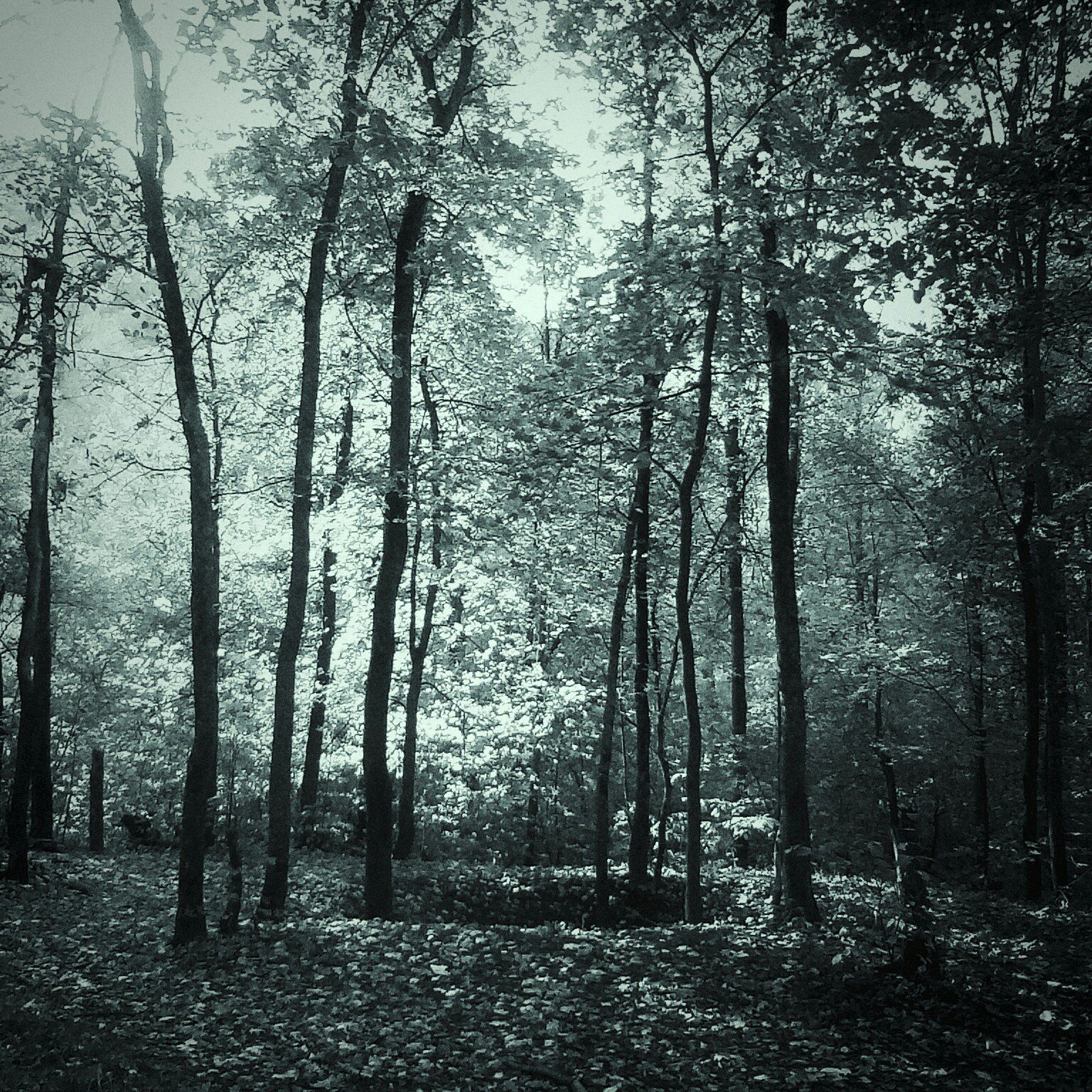 Forest silence. - My, Forest, The photo, , Tree, Do not judge strictly