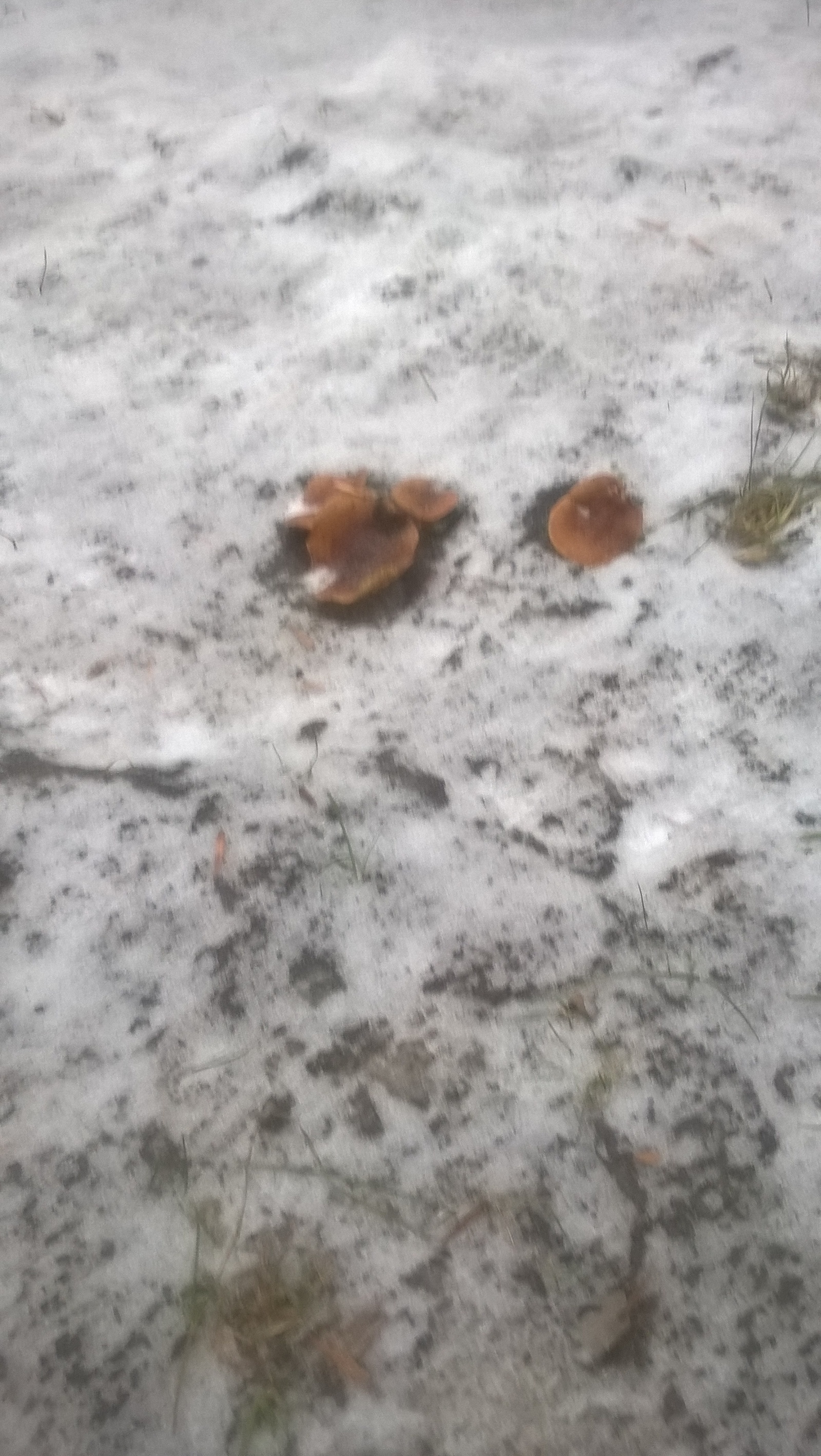 Mushrooms in winter in the center of St. Petersburg - My, Mushrooms, Silent hunt, Winter