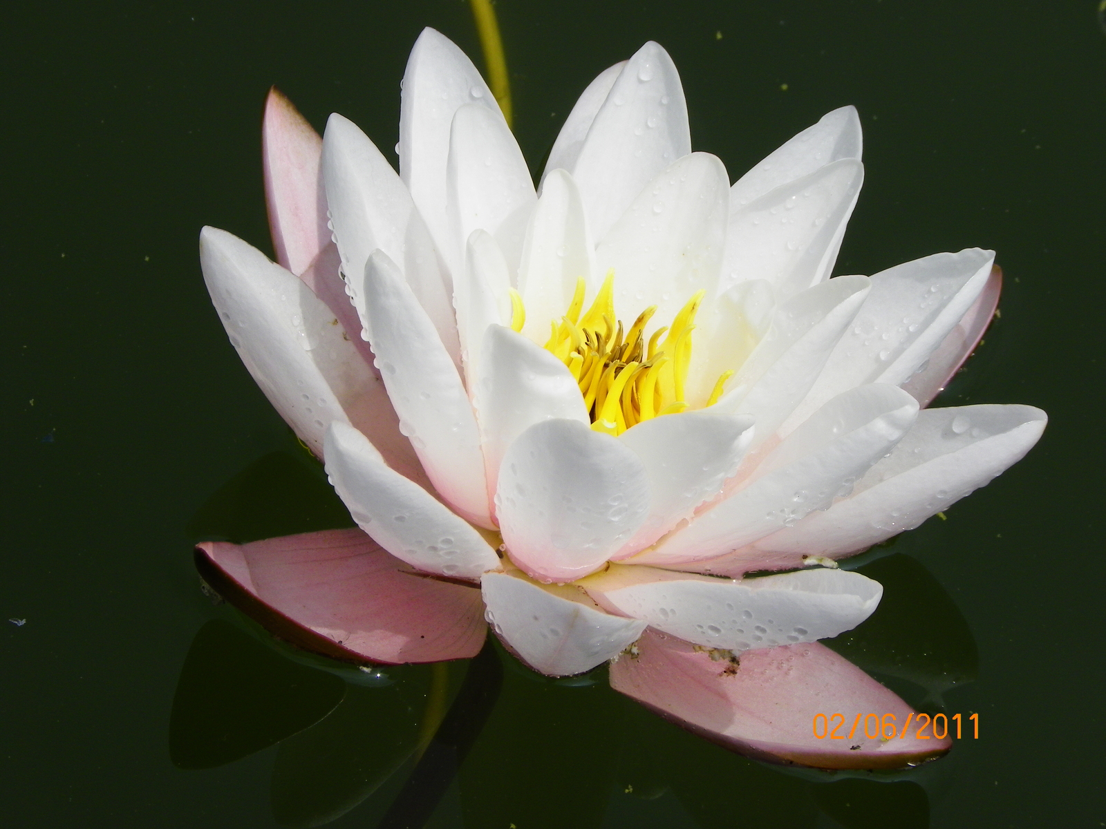 For connoisseurs of beauty - My, , Lily, Flowers, beauty, The photo, Longpost