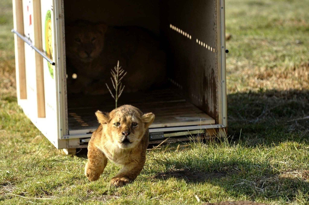 How do I feel on a Friday night when I leave work... - Liberty, a lion