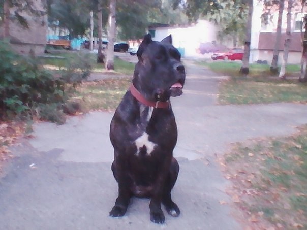 Vita - My, Dog, Cane Corso, Longpost