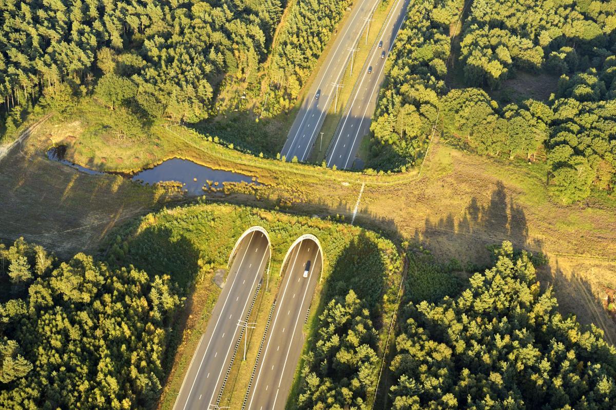 There are animal bridges in the Netherlands - , Animals, Nature, Netherlands, Bridge, Netherlands (Holland)