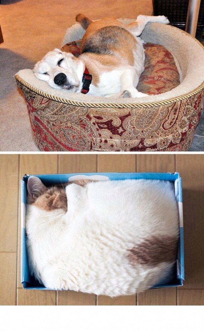 Evidence that cats and dogs are from different planets.. - cat, Dog, , Longpost