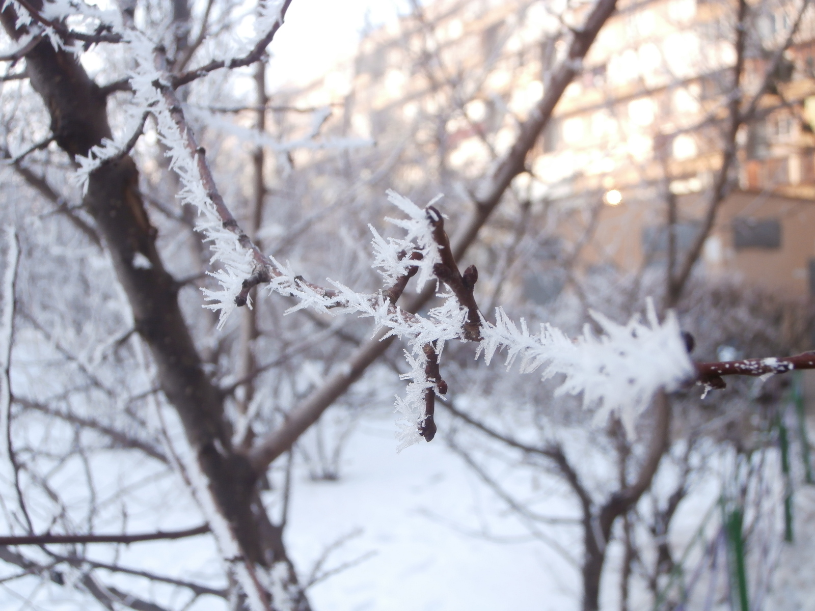 It's cold lately, but everything can find its pluses! - My, Cold, freezing, Crystals, Ice, Tree, Macro photography, wildlife, Macro, Longpost