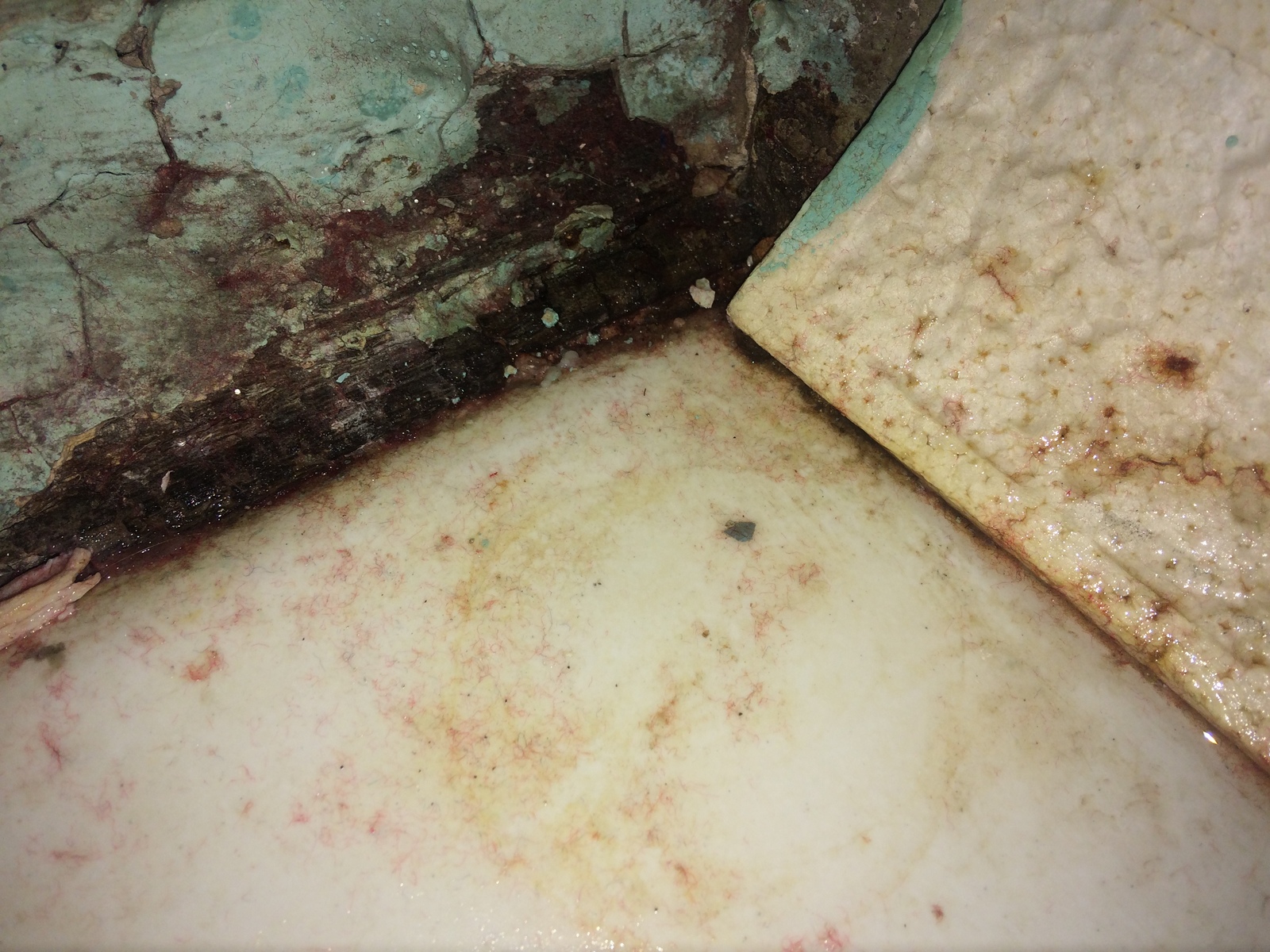 Mold in the bathroom - My, Mold, Bathroom, 