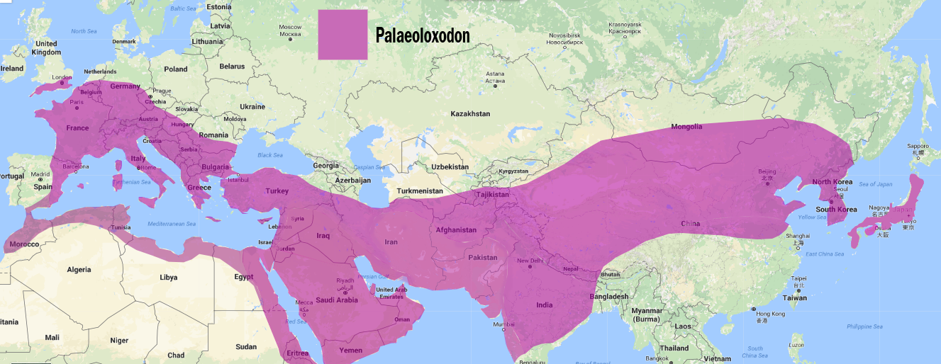 Pleistocene elephants - My, Elephants, Mammoth, Paleontology, Pleistocene, ice Age, Longpost