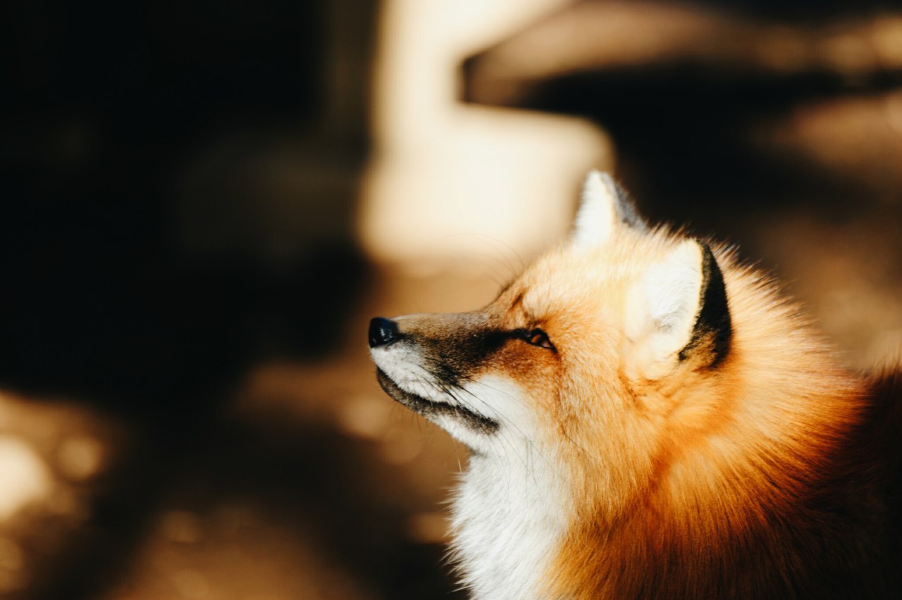 Фото лисы рыжей на аватарку