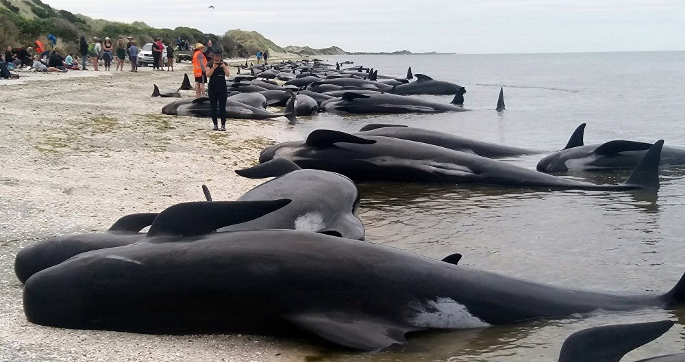 Hundreds of dolphins washed up on the coast of New Zealand - news, New Zealand, Dolphin, Scientists, Cases