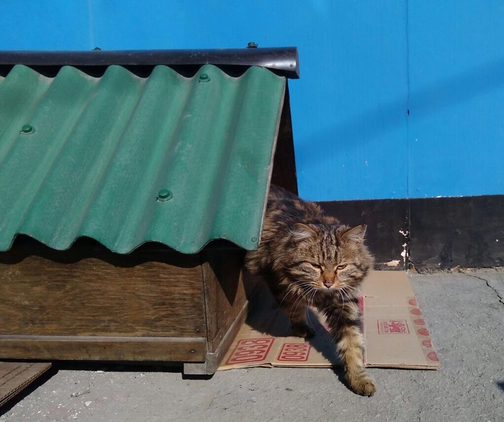 Nothing special, just a couple of yard cats have their own booth. - My, cat, Booth, Mortgage, Longpost