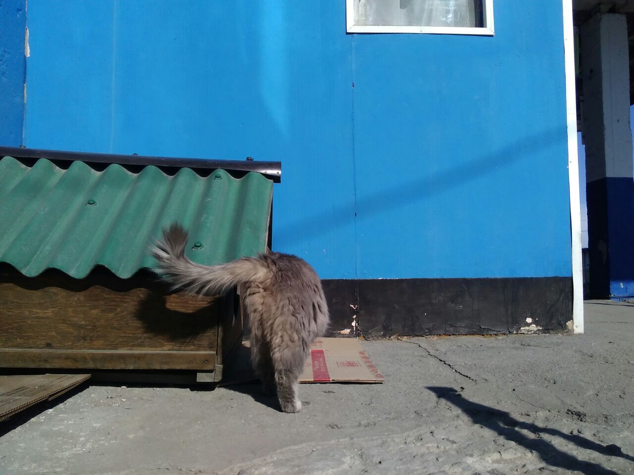 Nothing special, just a couple of yard cats have their own booth. - My, cat, Booth, Mortgage, Longpost