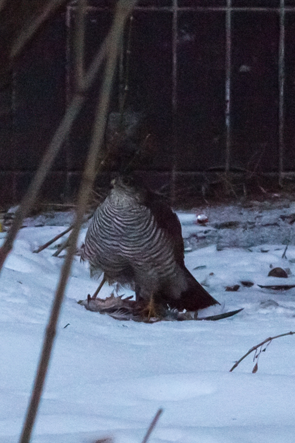 What kind of bird? - My, What kind of bird?, Help, Moscow, Longpost