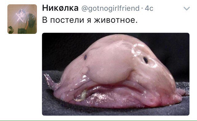 Действительно. - Постель, Животные, Зверь, Секс, Рыба-Капля, Twitter