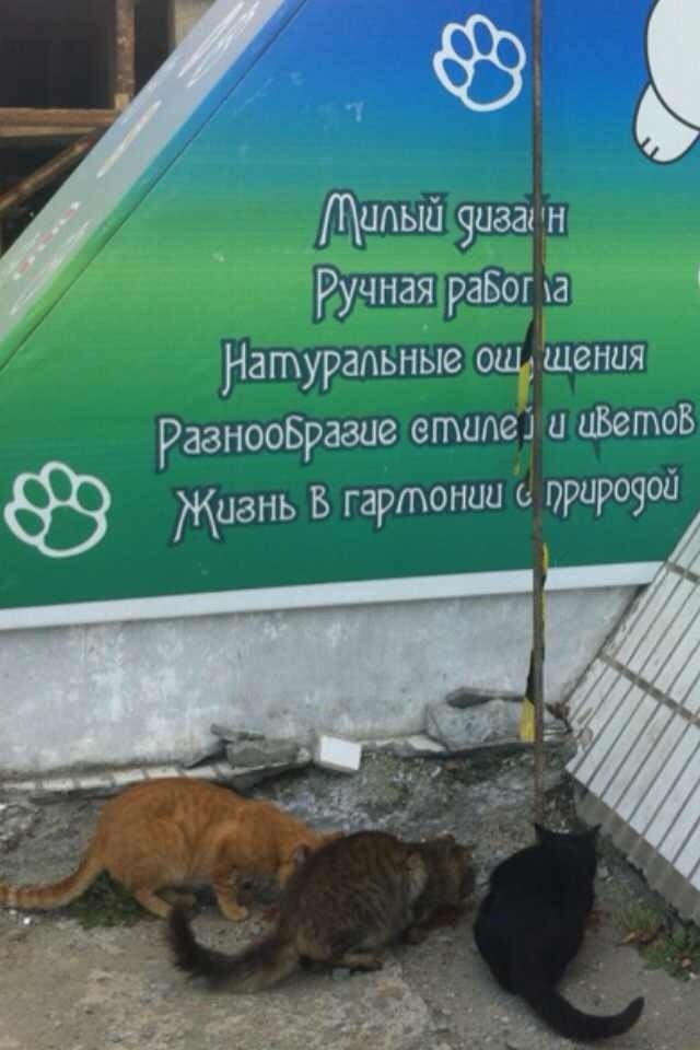 Разве что работа не ручная- а так- и не поспоришь :-) - Моё, Кот, Реклама