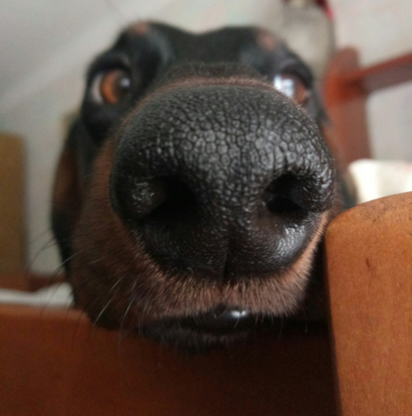 Funny photo of a dachshund - My, Dachshund, The photo, Funny