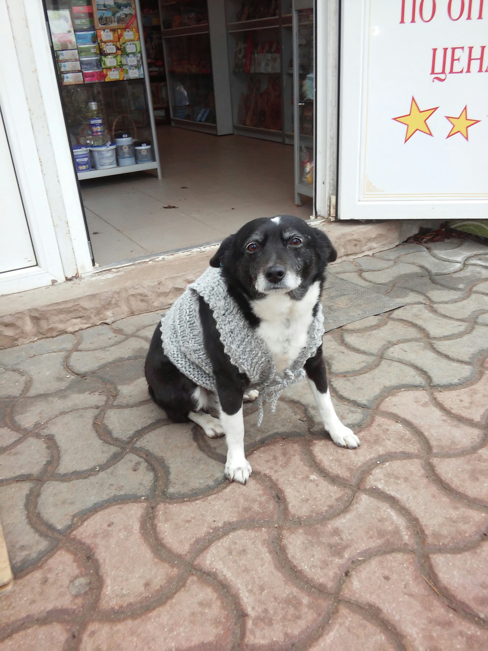 The stray dog ??was freezing, the dog was tied up with a vest :3 - My, Dog, Winter, Kindness, Longpost