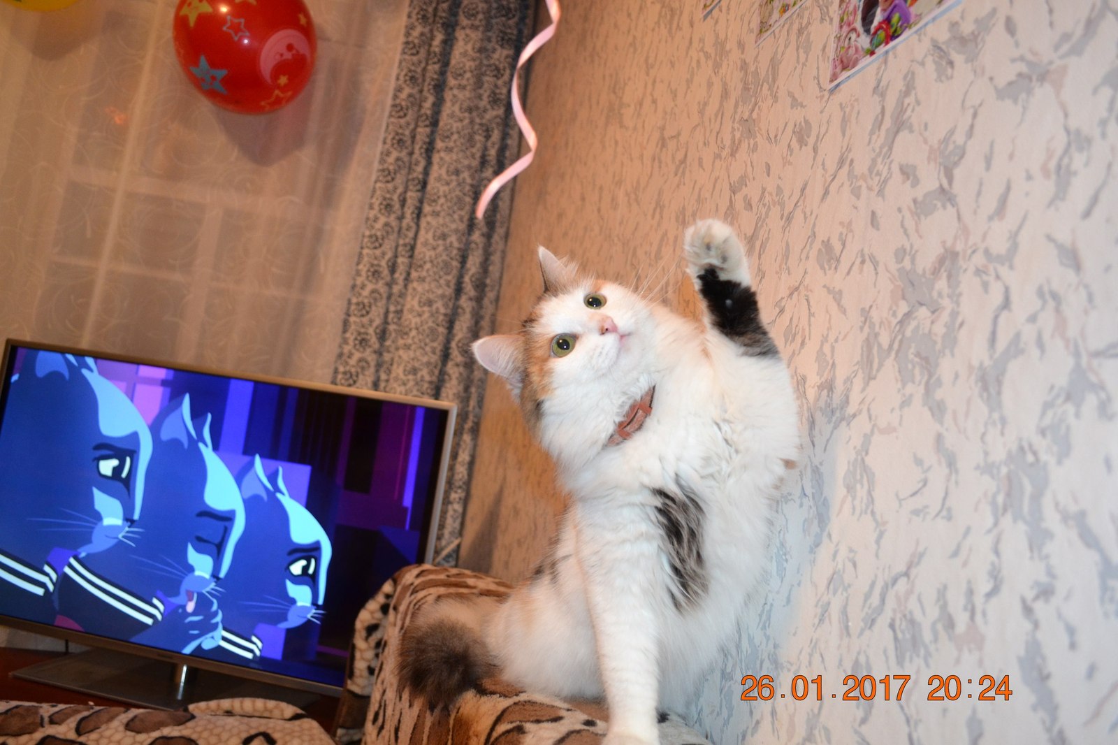 Vow vooww vooooww - Моё, Кот, Котомафия