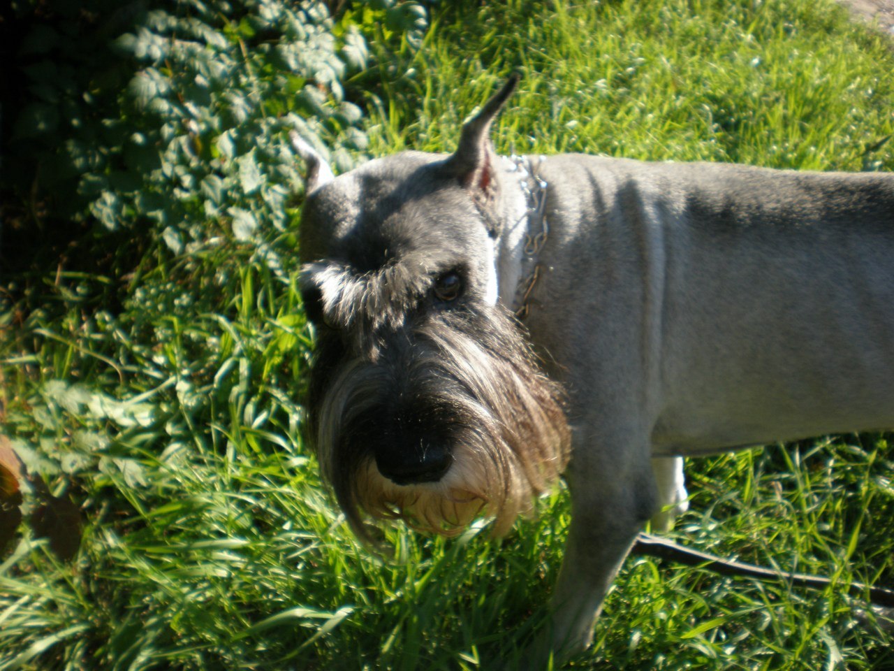 My dog. - My, The photo, Dog, Standard Schnauzer, Friend, , Longpost