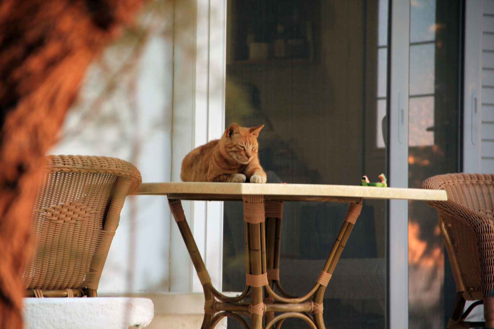 Greece, about. - My, Sea, cat, Summer, Heat, Greece, Longpost