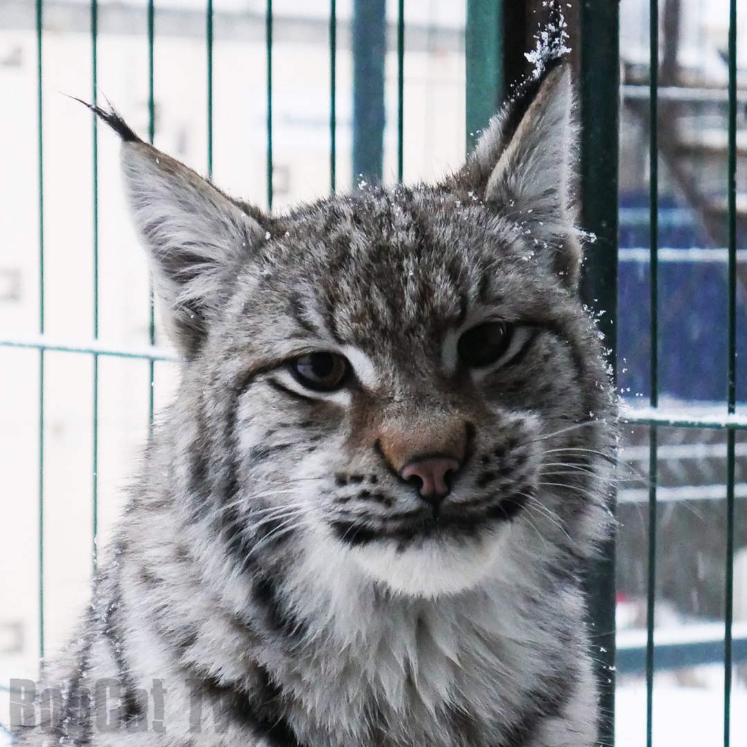 Such a different Martin - My, Lynx, Katyavaleeva, Video, Longpost