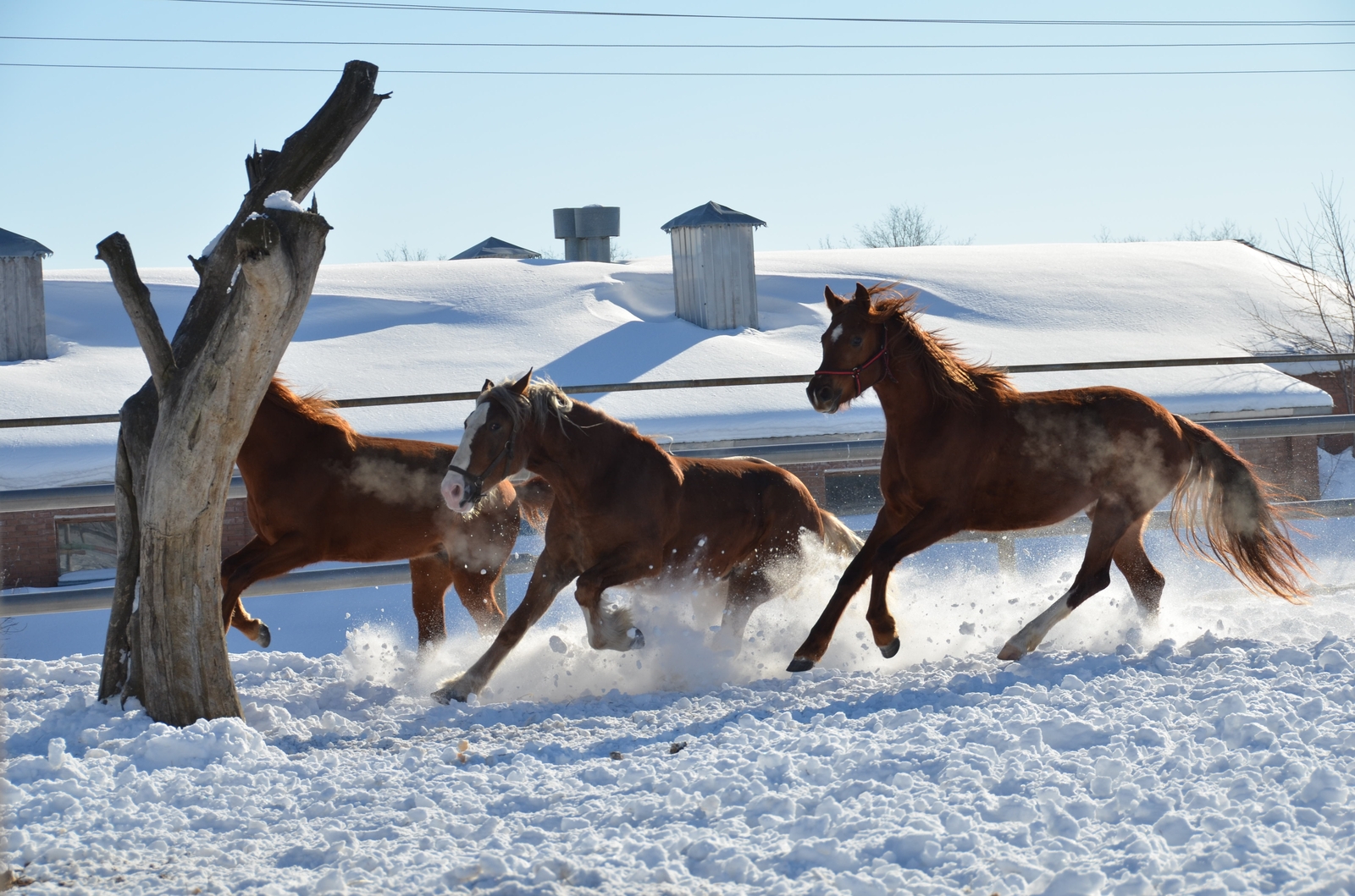 Three non-white horses - Horses, Horses, Winter