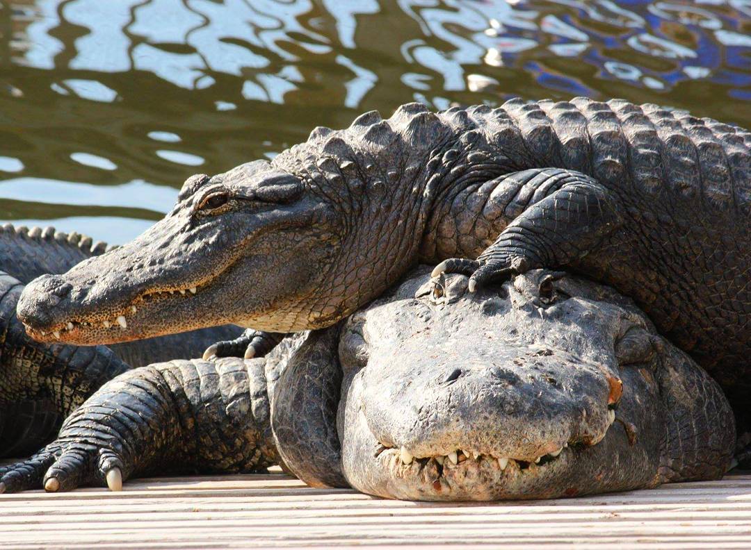 Crocodile pillow - Crocodile, Pillow, The photo, soft, Crocodiles