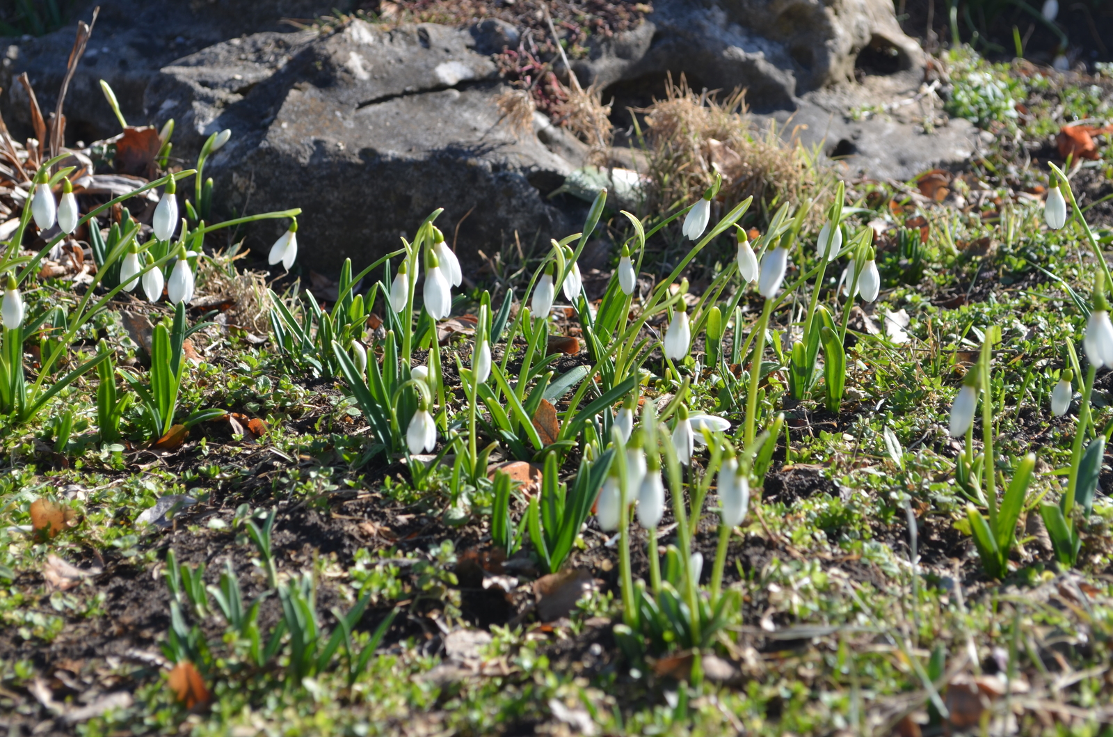 Spring. February 11. - My, Spring, Winter, Snowdrops, Sevastopol, The photo, Snowdrops flowers