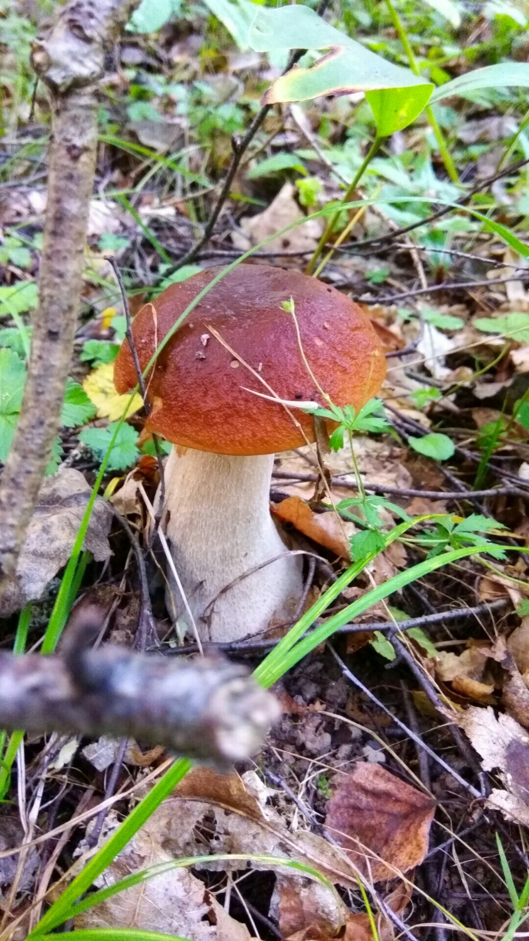 Silent hunt - My, Summer, Mushrooms, The photo, Silent hunt, Longpost