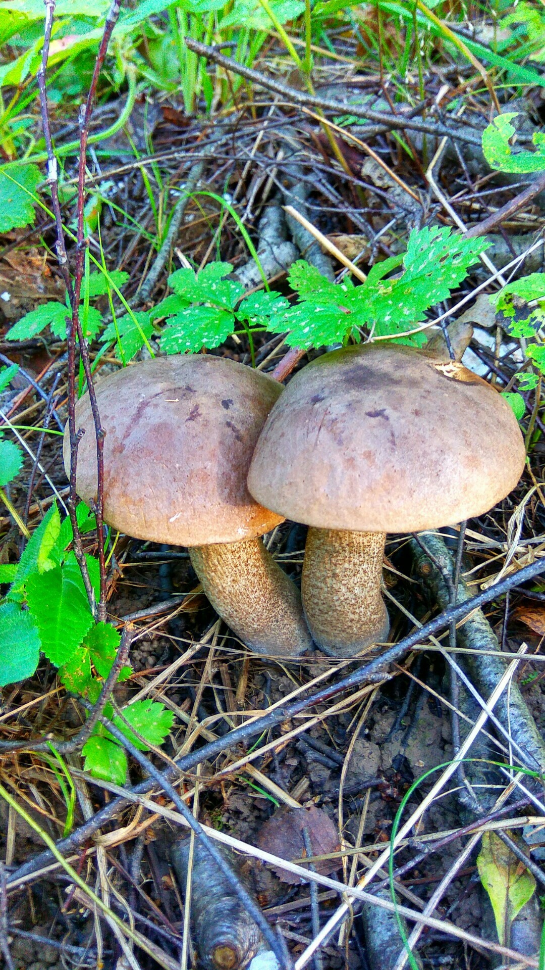 Silent hunt - My, Summer, Mushrooms, The photo, Silent hunt, Longpost