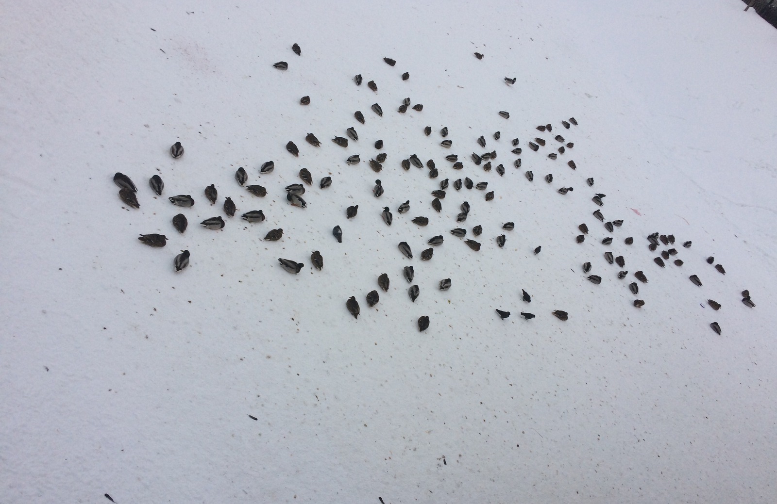 Seeds scattered...) - My, Seeds, Duck, Snow