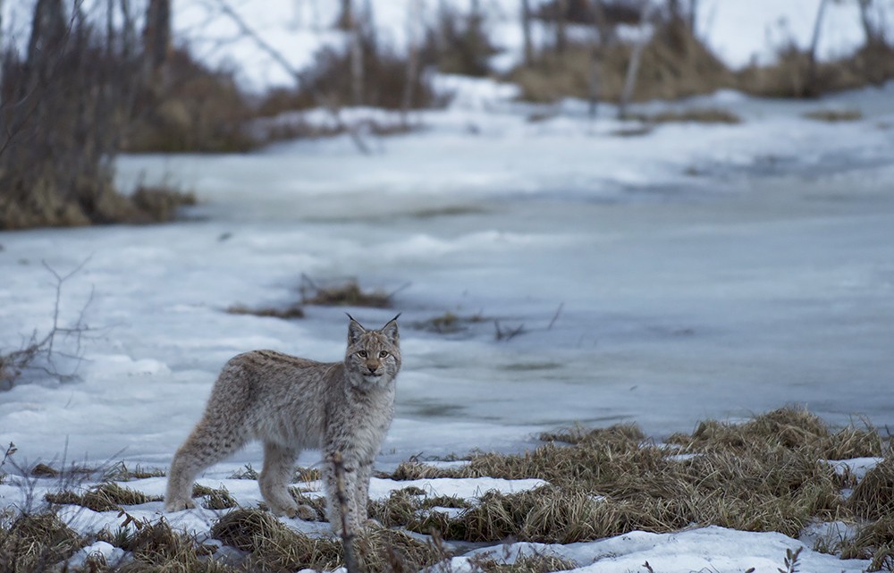 Lynx and manul - cats are cats! - Lynx, Pallas' cat, cat, Not mine, Valery Maleev, Longpost