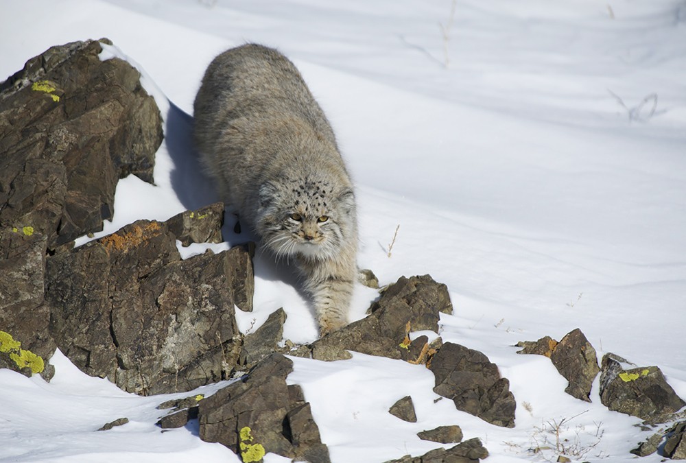 Lynx and manul - cats are cats! - Lynx, Pallas' cat, cat, Not mine, Valery Maleev, Longpost