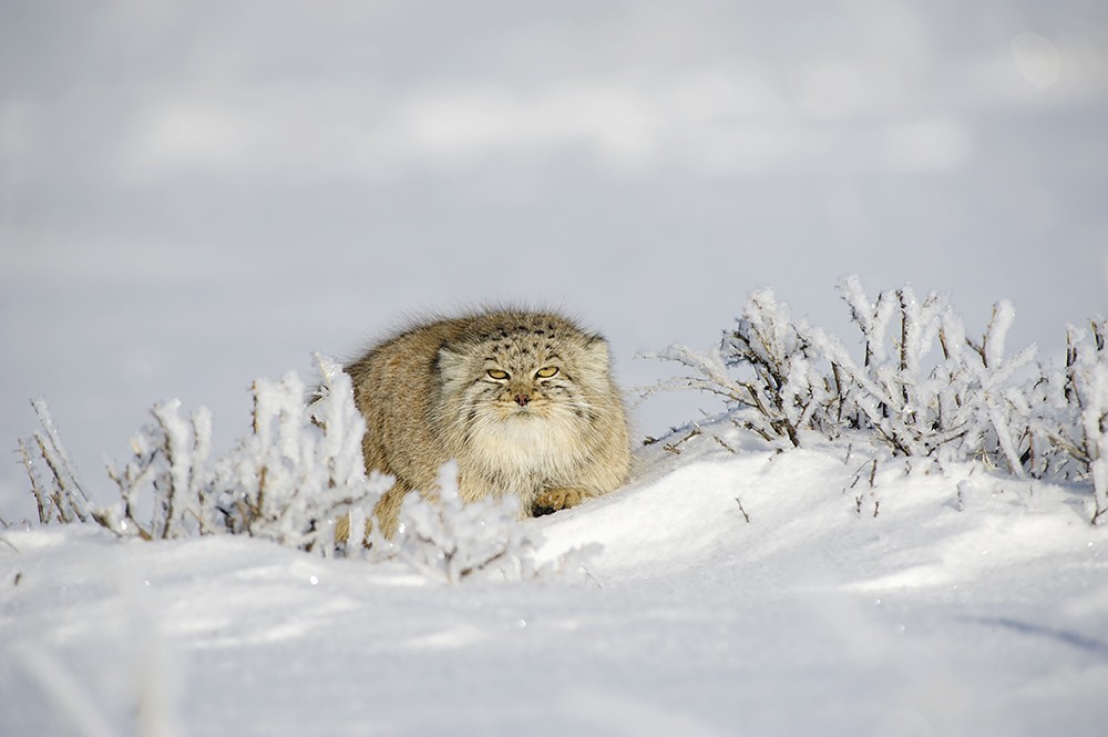 Lynx and manul - cats are cats! - Lynx, Pallas' cat, cat, Not mine, Valery Maleev, Longpost