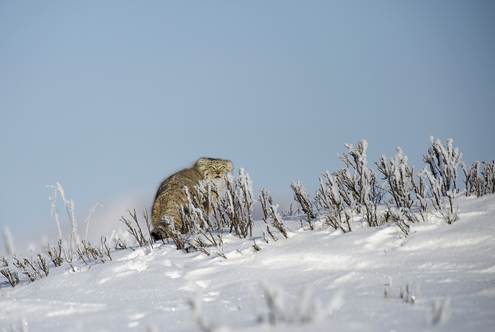 Lynx and manul - cats are cats! - Lynx, Pallas' cat, cat, Not mine, Valery Maleev, Longpost