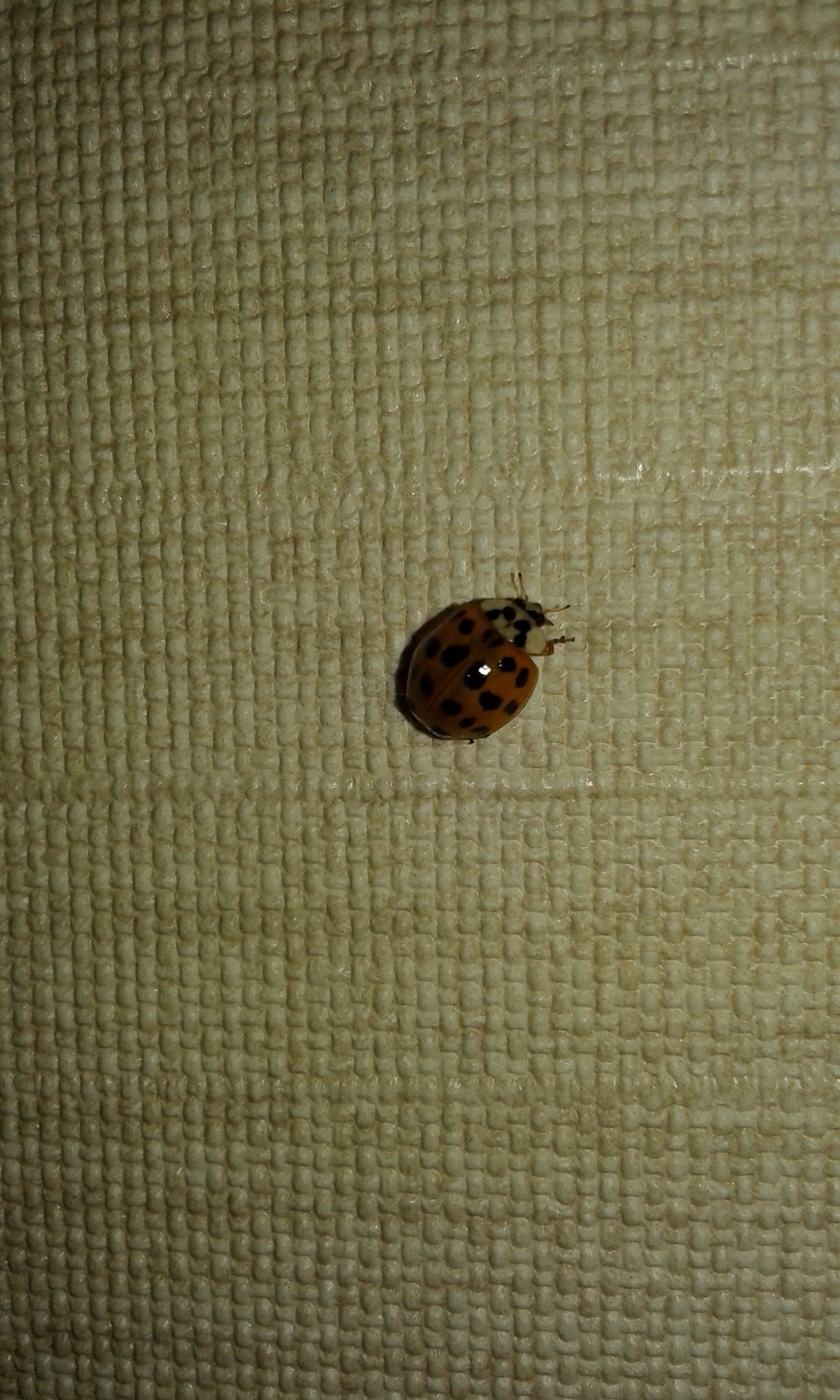 ladybug - My, ladybug, Dot, Knowledge, Longpost