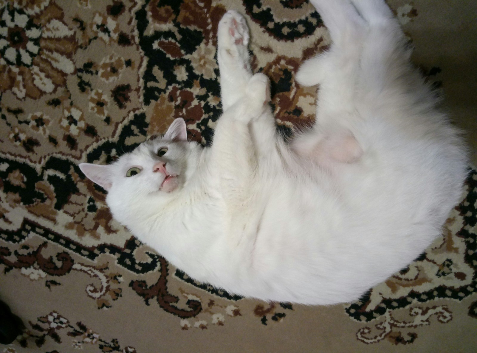 When your cat is a little weird - My, cat, Summon the exorcist, Milota