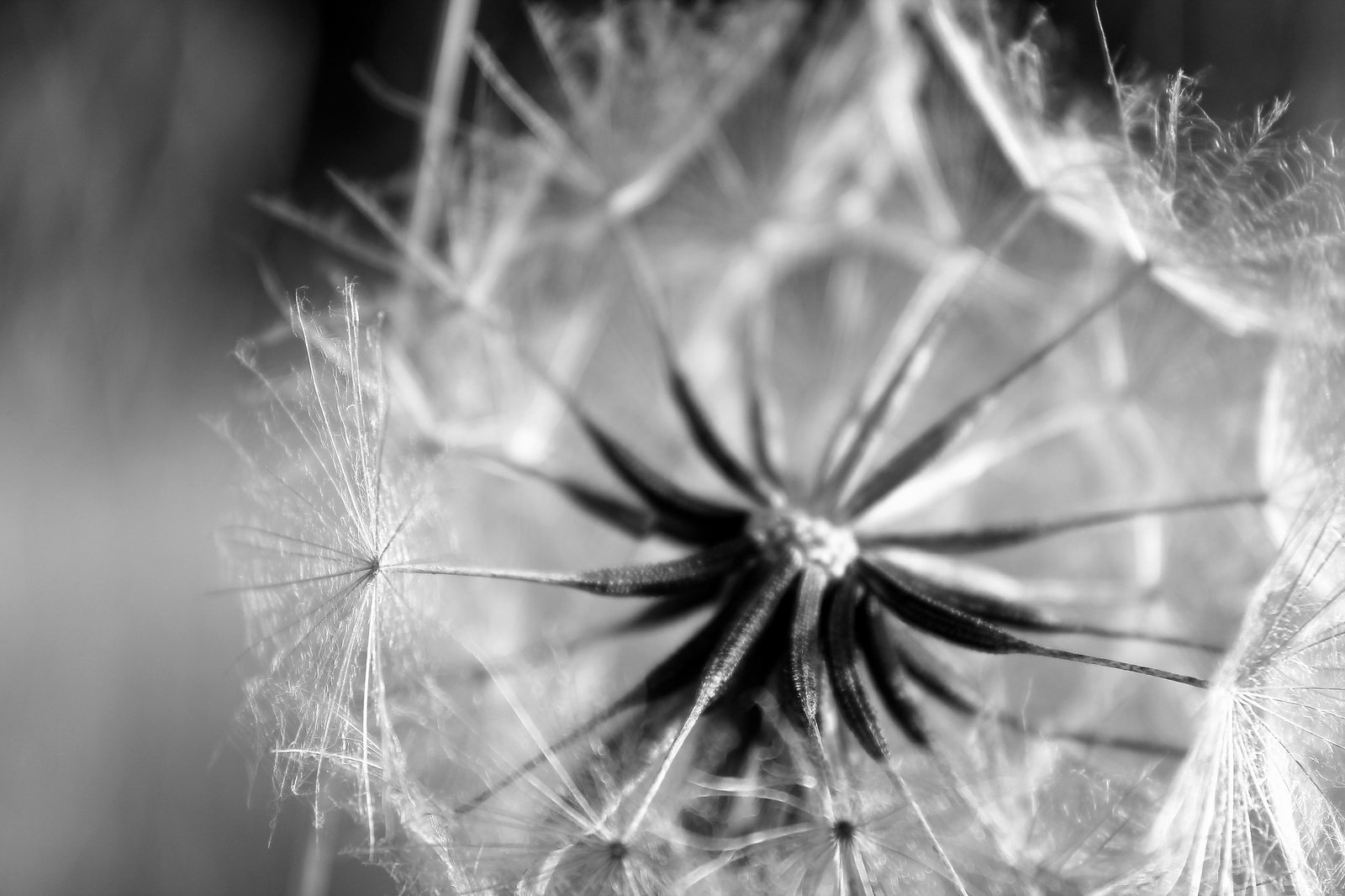 Ease... - My, Summer, Dandelion, Macro, Black and white, Macro photography