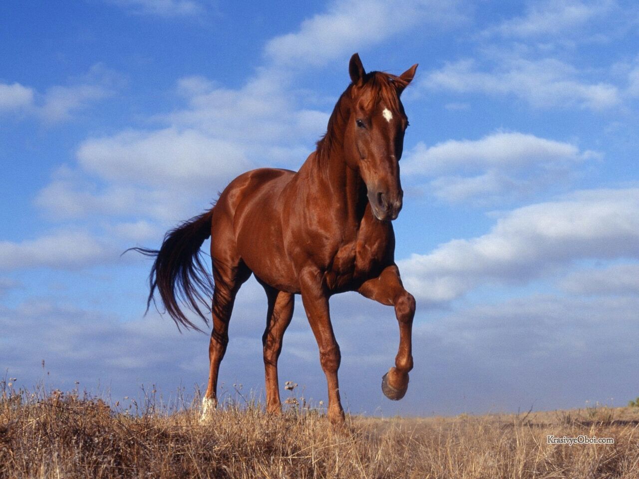 Horse - Моё, Арт, Лошади