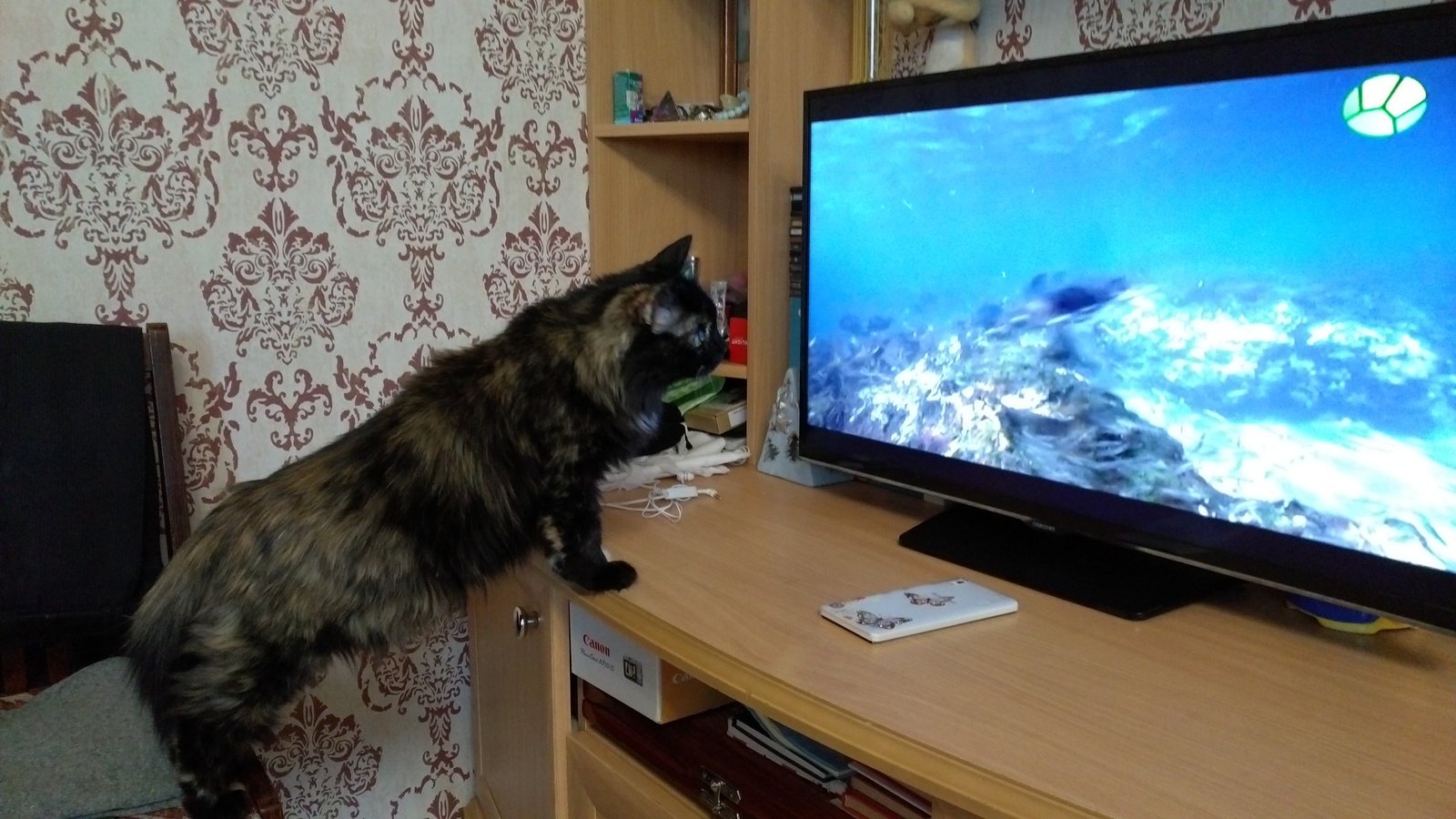 She loves programs about animals, and also cartoons. - Animals, TV set, Penguins, cat