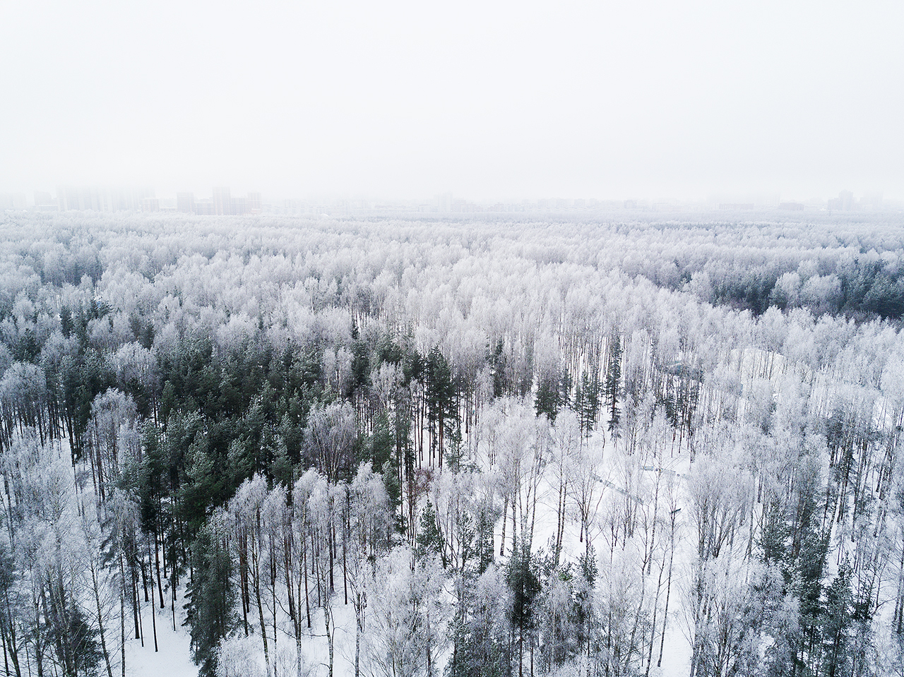 Sosnovka Park, St. Petersburg - My, Saint Petersburg, Quadcopter, Drone, Dji, DJI Mavic, Forest, Sosnovka Park