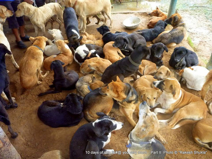 Dog dad: a man takes care of 735 dogs at once - Diary, Dog, Shelter, Kindness, Cultural studies, Longpost