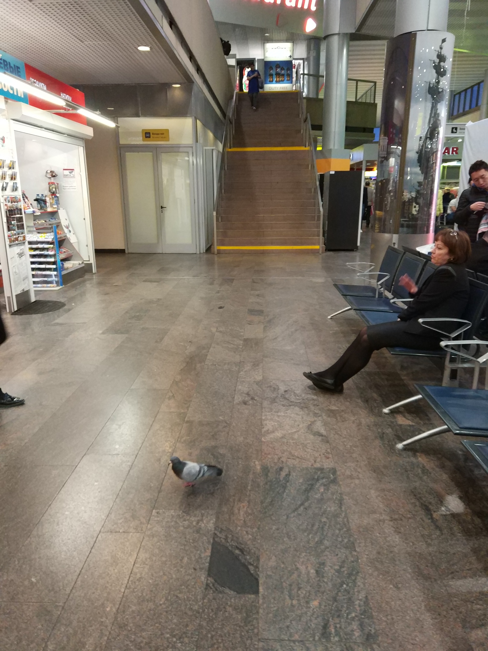 The pigeon decided to leave. - Sheremetyevo, Pigeon, Travelers