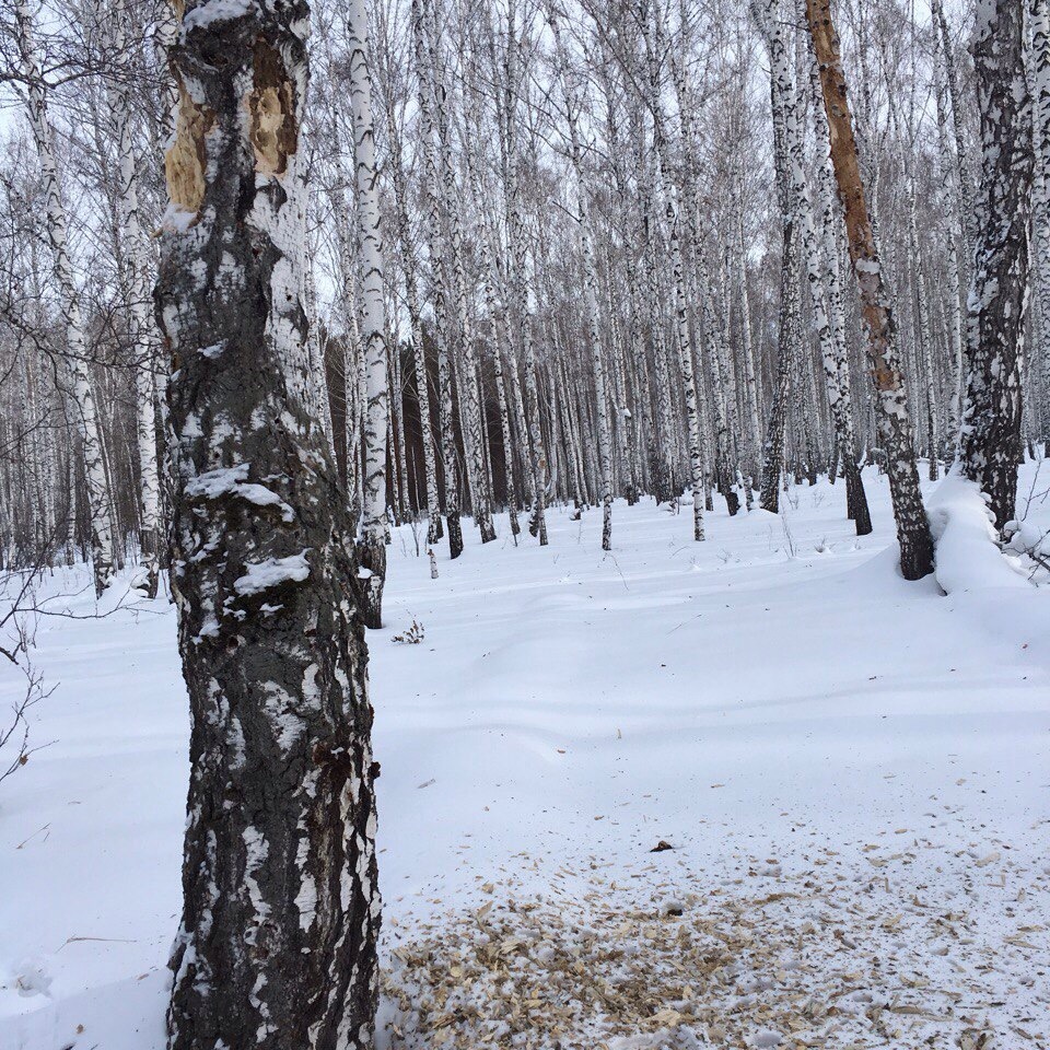 dining woodpecker - My, Forest, Winter, Tree