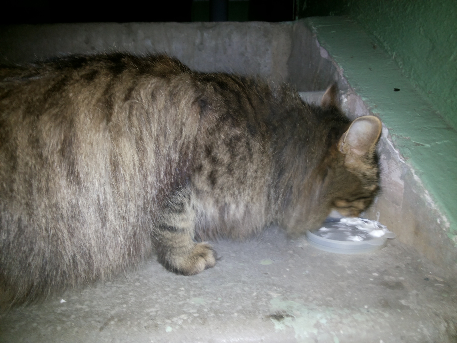 Pikabushniki Chelyabinsk cat is looking for a home - cat, Help, Chelyabinsk