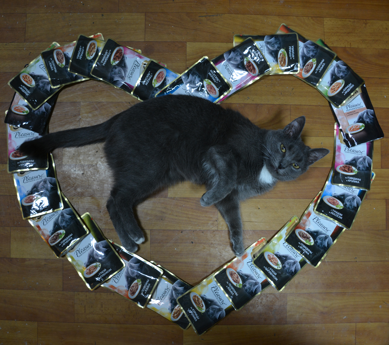 Love to all - My, Valentine's Day, cat, Longpost