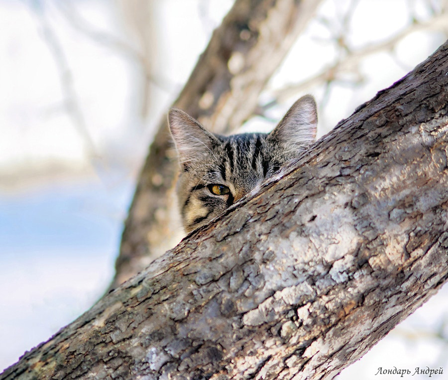 His name is Kon - My, cat, Mustachioed - Striped, Pet, Animals, Milota, Longpost, Pets